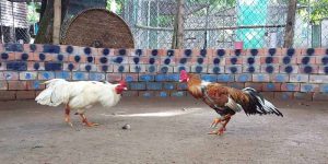 Kiến Thức Đá Gà Campuchia Tại J88 Và Mẹo 100% Thắng