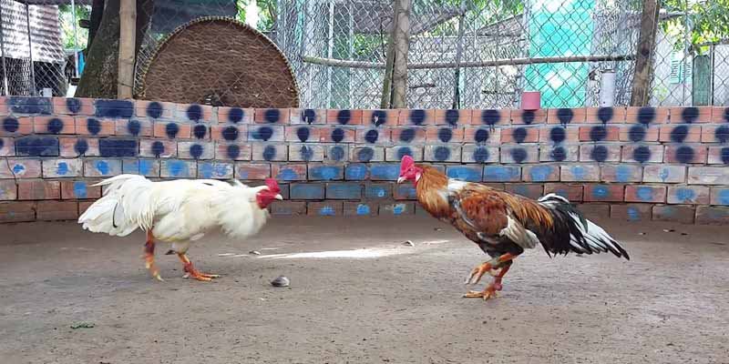 Kiến Thức Đá Gà Campuchia Tại J88 Và Mẹo 100% Thắng