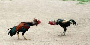 Đá Gà Cựa Dao Thể Loại Hấp Dẫn Nhất Tại Nhà Cái J88